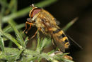 06-3864 Hover Fly (Syrphus ribesii) on Gorse